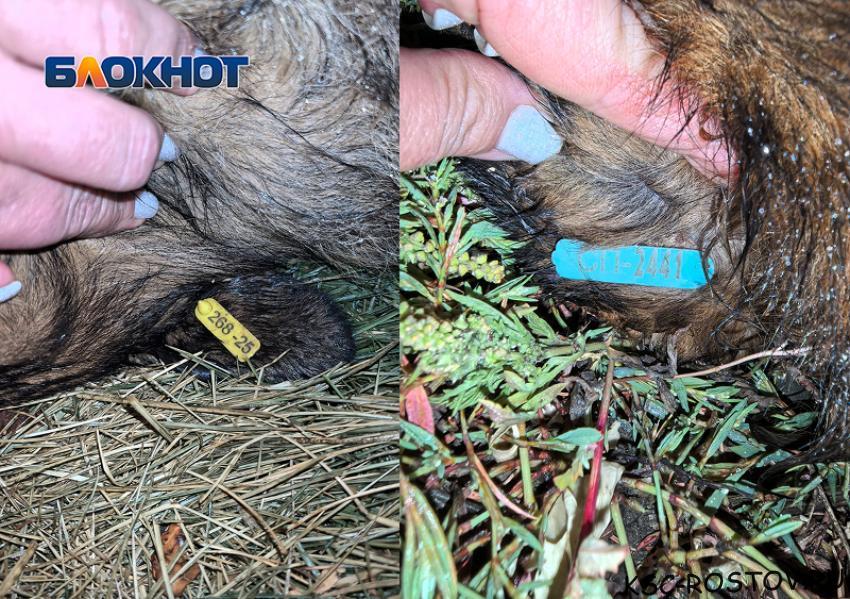 «Собака просила помощи»: ростовчане жалуются на вопиющую ситуацию с убийством чипированных собак